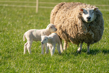 Mother sheep and her twin lambs are in fresh green grass. On a spring morning