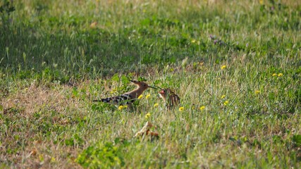 una abubilla entregándole el desayuno a su polluelo, cresta en la cabeza, plumas de color blanco, negro y marrones, pico largo, lérida, españa, europa  