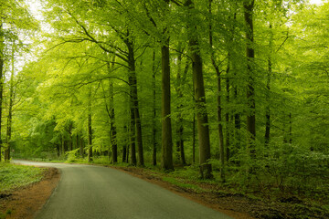 road in the forest