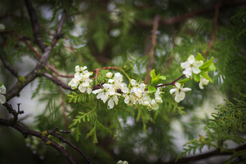 Blooming plum tree. White spring plum flowers.