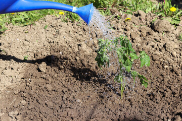 Watering from a watering can of a young tomato plant.