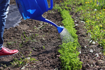 Watering from a watering can a garden bed of young parsley.