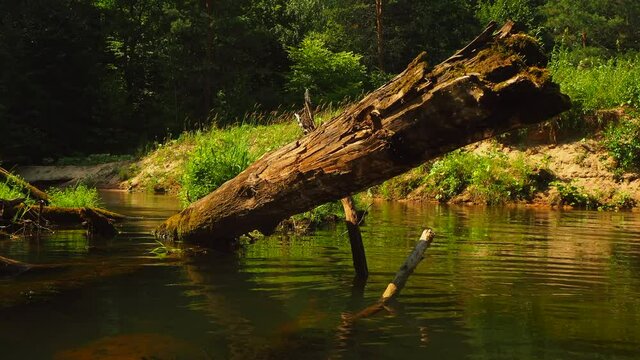 Mirror surface of the river water surface in the middle of the forest. Vacation on the forest river.