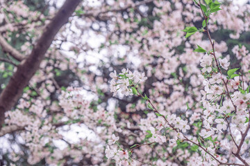 Spring blooming cherry blossoms on the campus of Wuhan University in China
wuhan,wuhan university,wuhan 