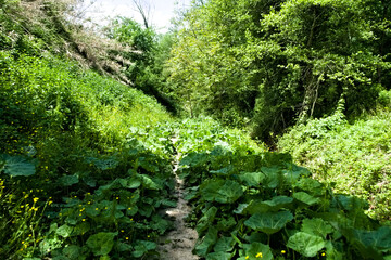 Fototapeta na wymiar Lungo il sentiero del granchio nero nelle Marche in Italia