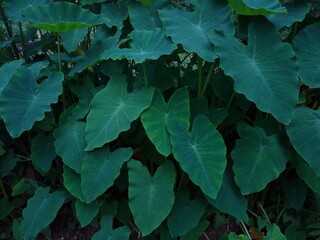 Taro plant (Colocasia esculenta) in the forest, green leaves