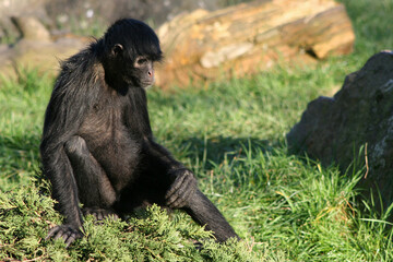 Obraz premium spider monkey in a zoo in france