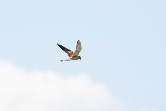 A detailed Kestrel floats against a beautiful blue sky with white clouds, The bird of prey is on the hunt for prey