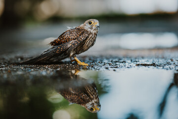Common Kestrel little bird of prey