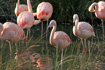 flamingoes in a zoo in france