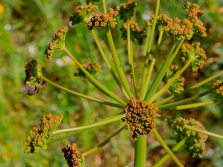 Stems of Forest Angélica (Angelica sylvestris),wild plant