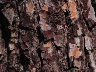 different backgrounds of tree trunks texture