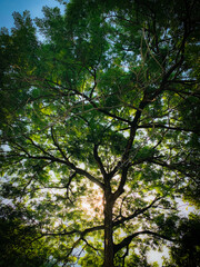 Obraz premium Trees in the forest. Sun rays and long green trees. Spring nature photo.