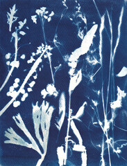 Cyanotype wildflowers, beach landscape, kelp, dunes, blueprint