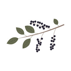 Vector color hand drawn flat illustration of bird cherry branch with leaves and berries. Isolated on white background.