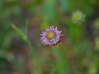 wild purple flower mountain cornflower (Centaurea montana)