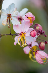 Wild Himalayan Cherry Blossom