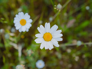 white daisies, spring flowers