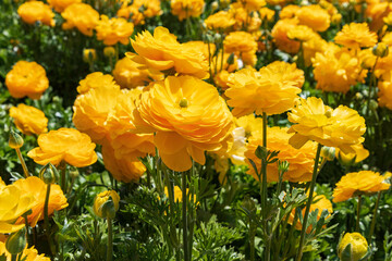 Head of yellow flowers Ranunculus asiaticus Persian buttercups closeup. Selective focus