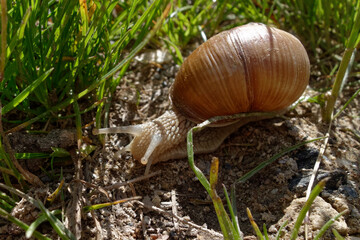 Roman snail (Helix pomatia) - Vanoise National Prak, Alps, France