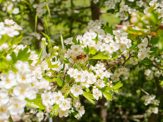 bee collecting nectar on white flowers in spring