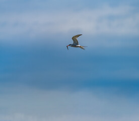 Isolated Bird flying with fish in the beak and text-space