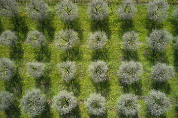 Olive grove aerial view. Aerial view of olive trees lake garda italy. Olive orchards in Italy. Agriculture aerial view. Top view of a grove of olive trees.