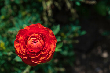 Head of red flower Ranunculus asiaticus Persian buttercups closeup on blurred green background. Selective focus