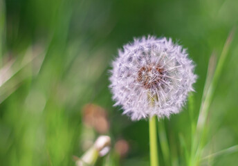 fluffy white flower of dandelion in a meadow
