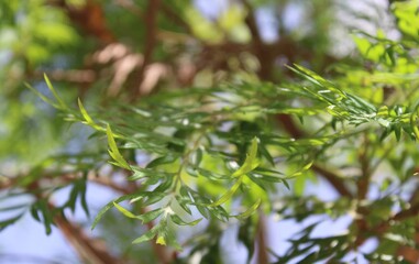 Fine, green, tree branches. Reflections of light. 