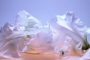 white iris on a blue background, abstract composition with buds, studio background and light.