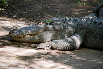 this is a side view of an alligator