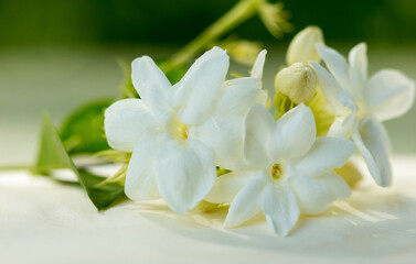 Fototapeta na wymiar White jasmine flower pasted on mastic paper.