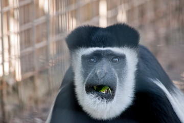 the black and white colobus is eating