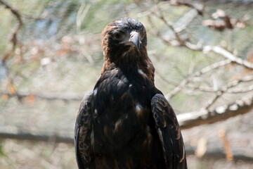 this is a side view of a black breasted buzzard