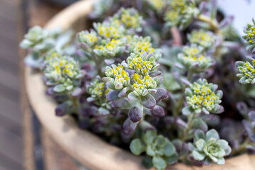 Sedum of pale green color with yellow flowers in a clay pot