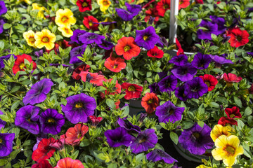 Fototapeta premium Calibrachoa is a genus of plants in the Solanaceae family.