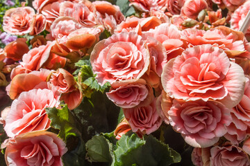 Begonia Elatior Borias is a delightful houseplant. This Begonia has a soft pink-white flower with a...