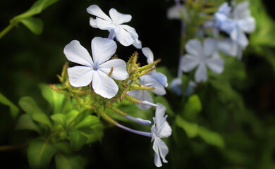 White flowers 