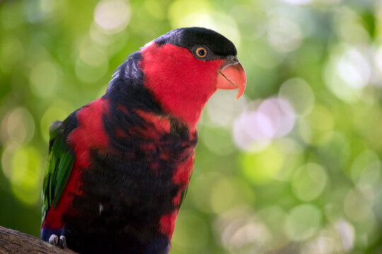 the black capped lory has a black feathers on its head and is red, blue, green and black