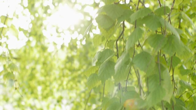 Green birch foliage in sunbeams, spring garden, nature background, rural scene