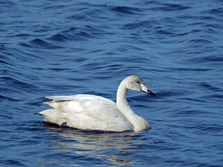 Obraz premium Juvenile Whooper Swan Swimming