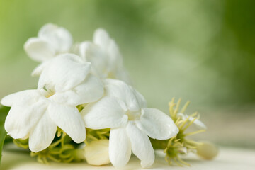 White jasmine flower pasted on mastic paper.