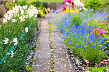 A path dotted with white petals in a blooming garden. Different flowers are planted along a path - forget-me-nots, tulips, daffodils. A garden in a springtime. Garden or Landscape. Combining plants.