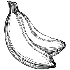 Banana isolated on white background. sketchy illustration  Vector exotic fruit. Hand drawn illustration.