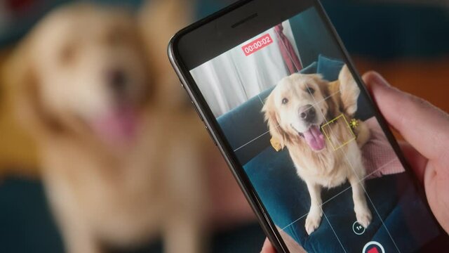 British redhead man sitting on sofa taking picture of dog retriever, making photo or video on camera smartphone. Positive young student man conference call with pet for blog.
