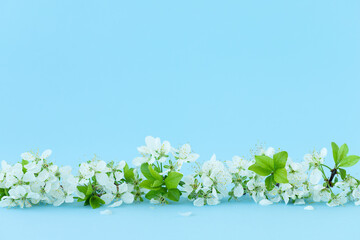 Summer background of white flowers on blue surface and place for text