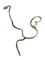 Watercolor element, tendril of a vine on a white background. For design compositions on the theme of nature.