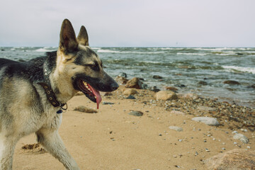 City Tuja, Latvia. Dog walked on the beach.Travel photo.