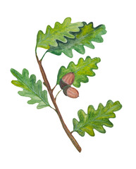 Watercolor element, oak branch with leaves and acorns. For the design of design compositions containing natural elements. © Julia